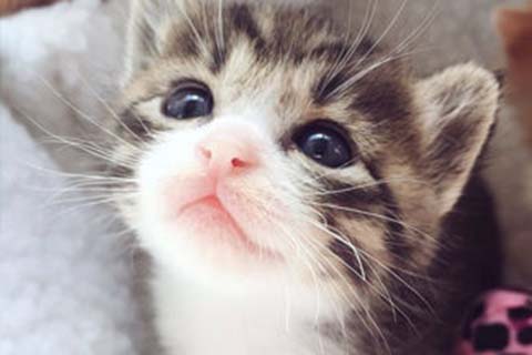 http://yh-yy.cn/post/195.html|供卵助孕